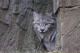 New Canada Lynx Debuts at WCS's Queens Zoo